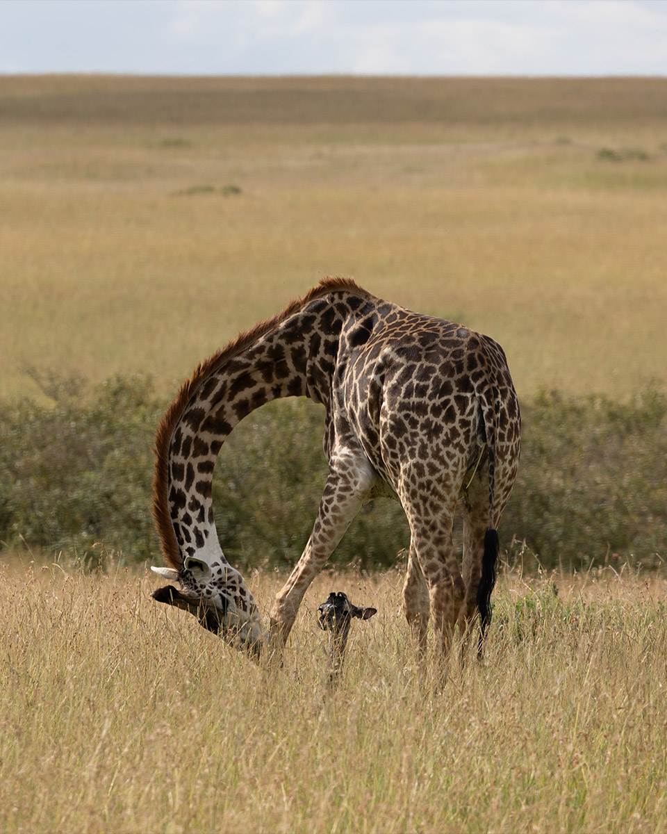 Smiling Maasai Adventures25_5x4