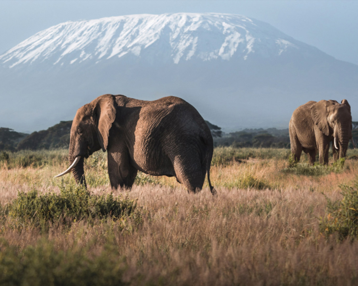 ellies-kili-placeholder_4x5