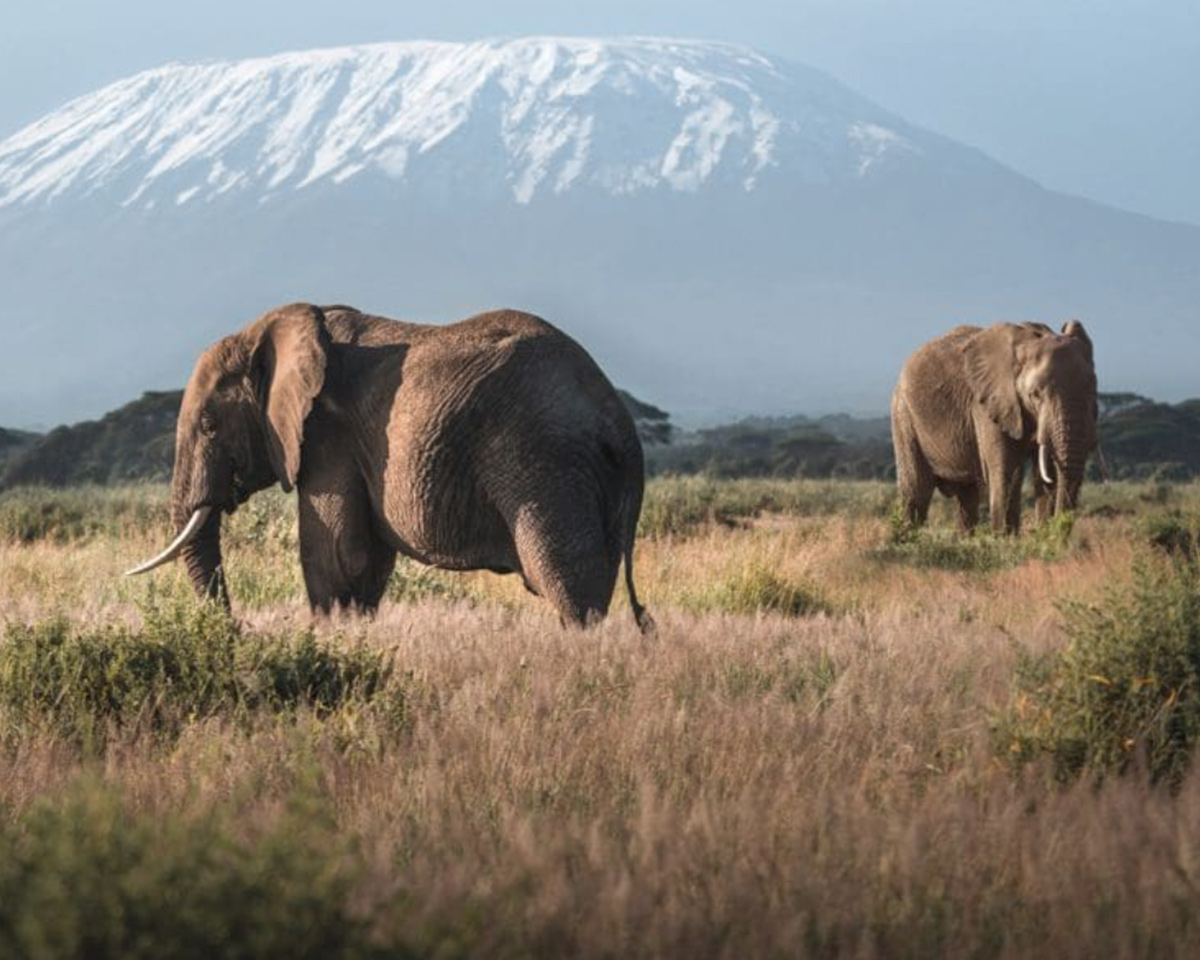 ellie-kili-placeholder_4x5