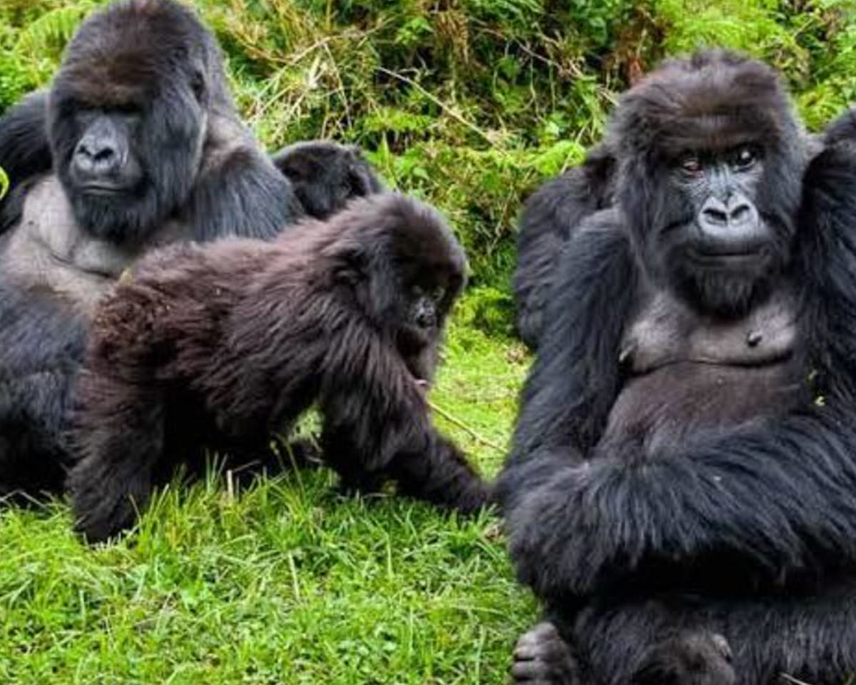 gorillas-placeholder_4x5